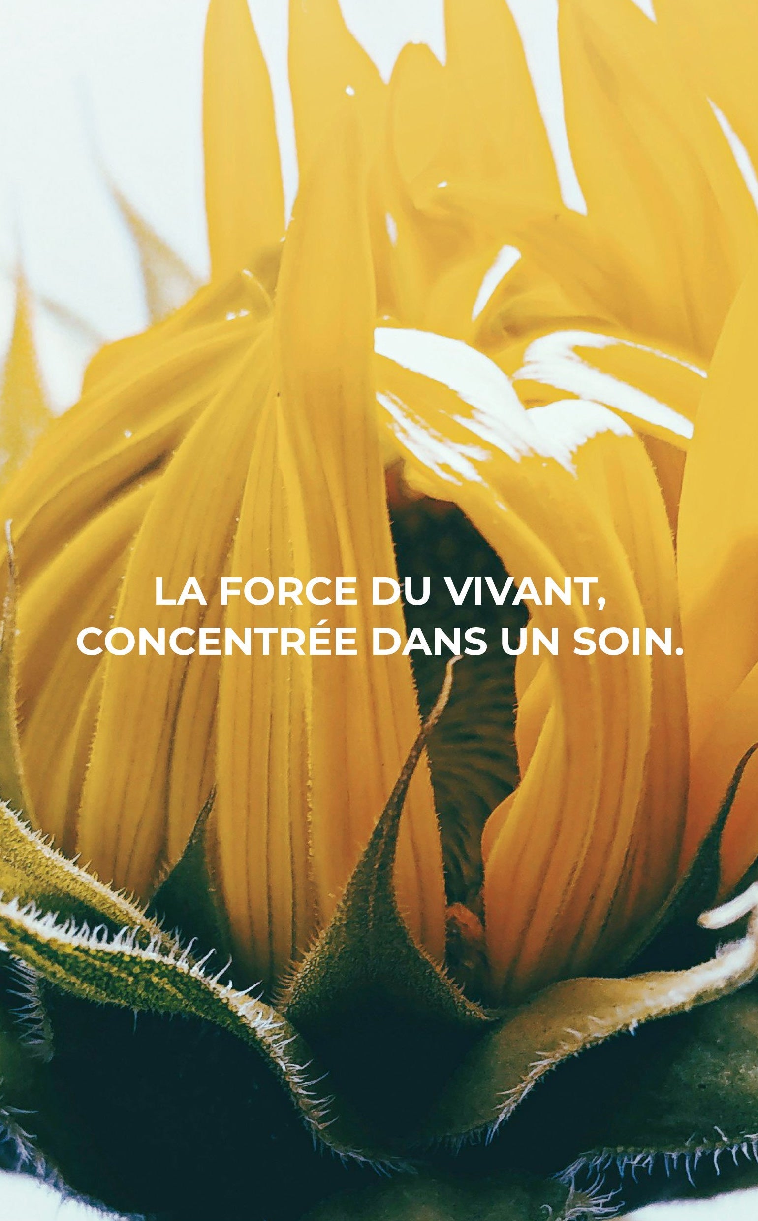 Baume 600ips | Protection Pozone