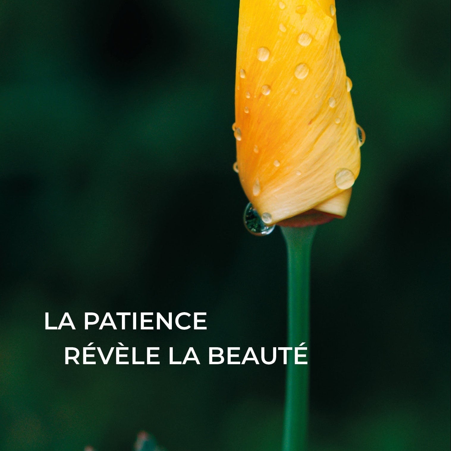 Sérum 600ips - 30ml Pozone