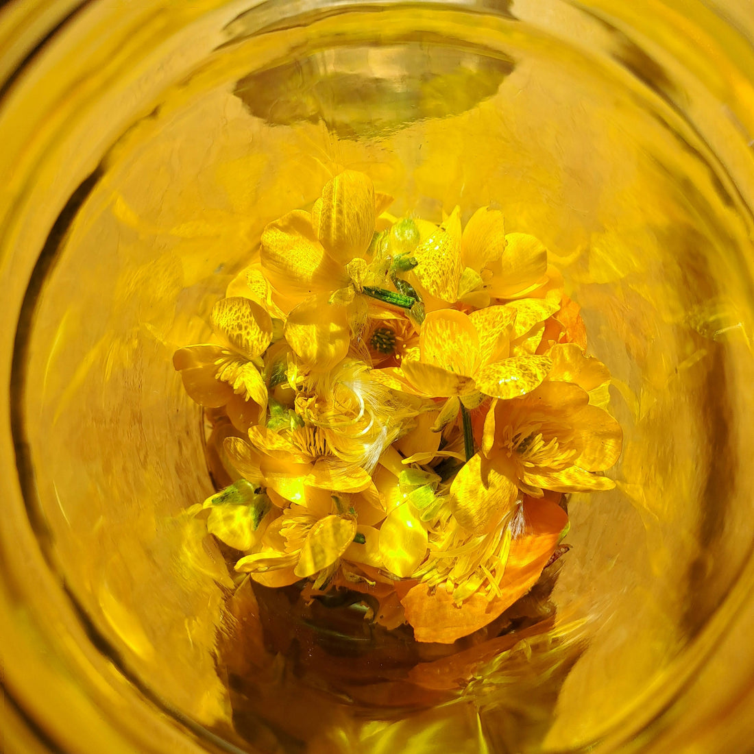 Sérum 600ips | Équilibre Pozone